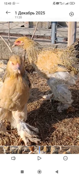 Палевая брама! Брама!