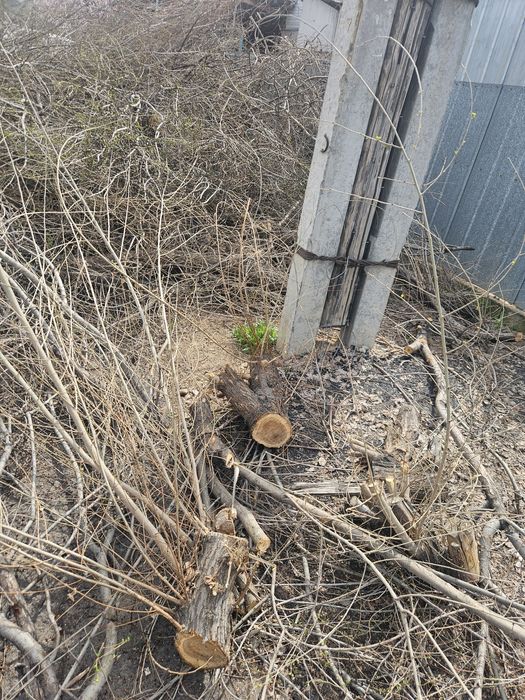 Тегын агаш шыбык тегын бесплатно