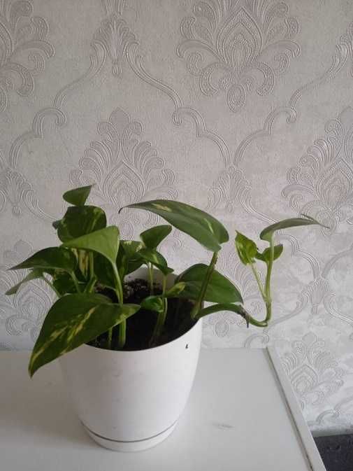 Продам сциндапсус золотистый = 1 000 тг