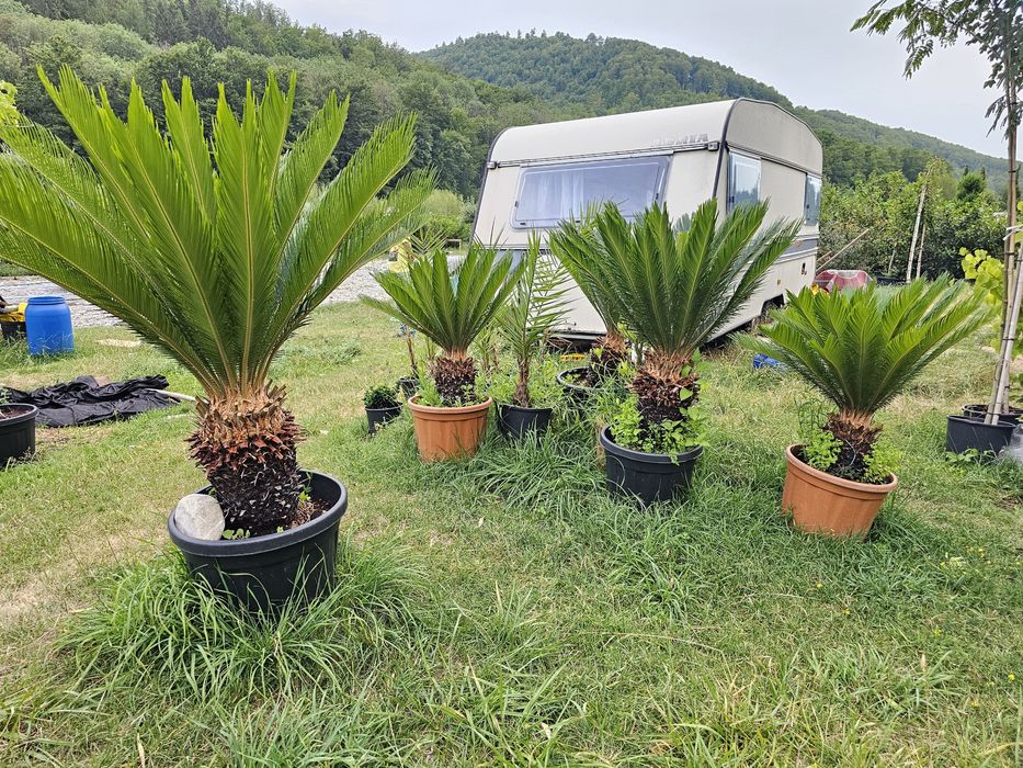 Cycas palmieri, plante exotice
