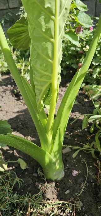 Алоказия крупно листовой