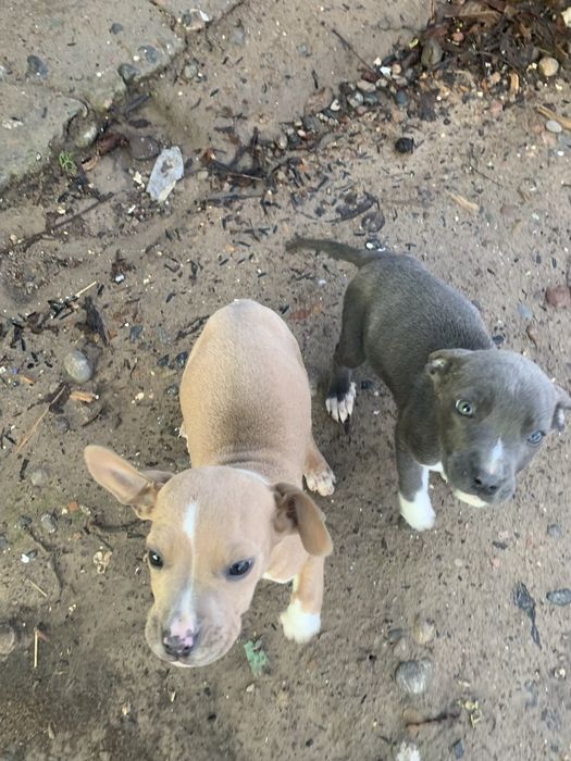 Продаю щенков пит буль мальчик девочка