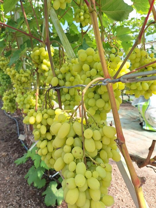 Vita de vie soiuri de masă pentru boltă