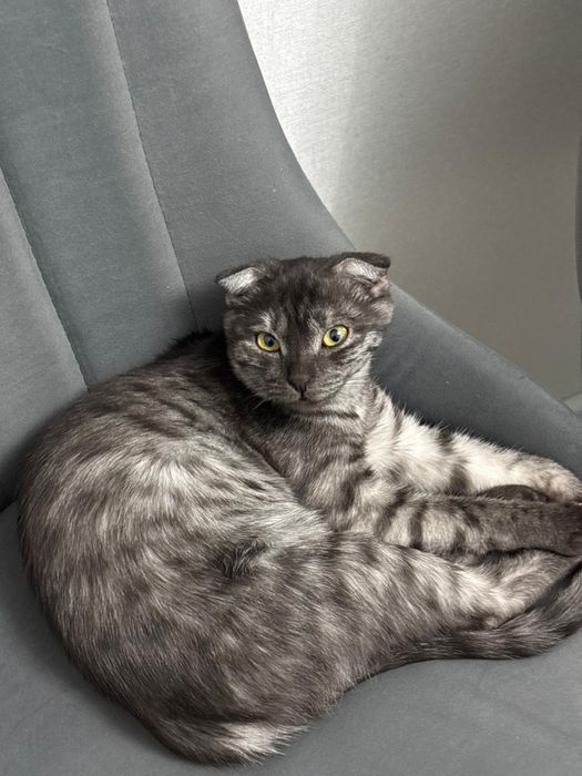 Вислоухий котенок даром