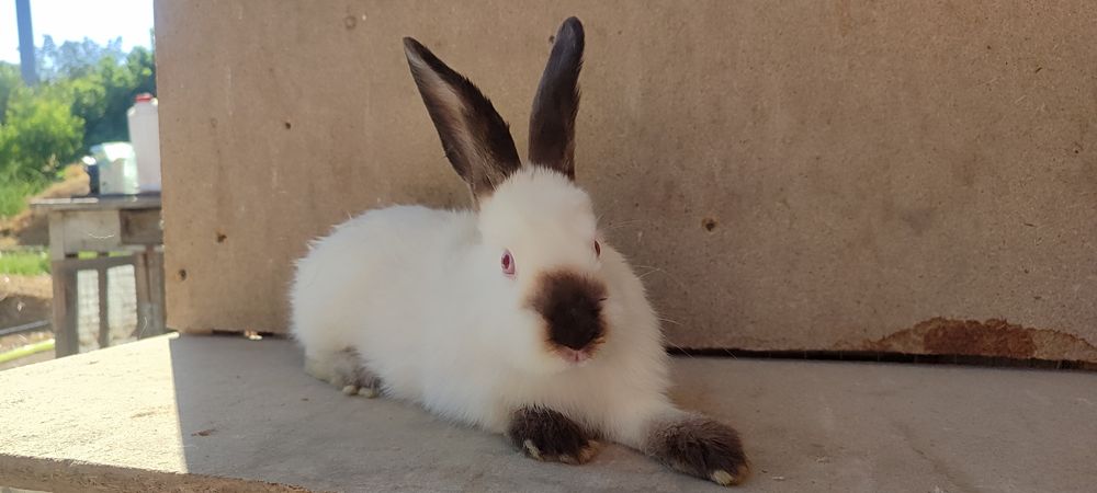 Хар хил турдаги ва рангдаги куйонлар бор, келиштириб берилади