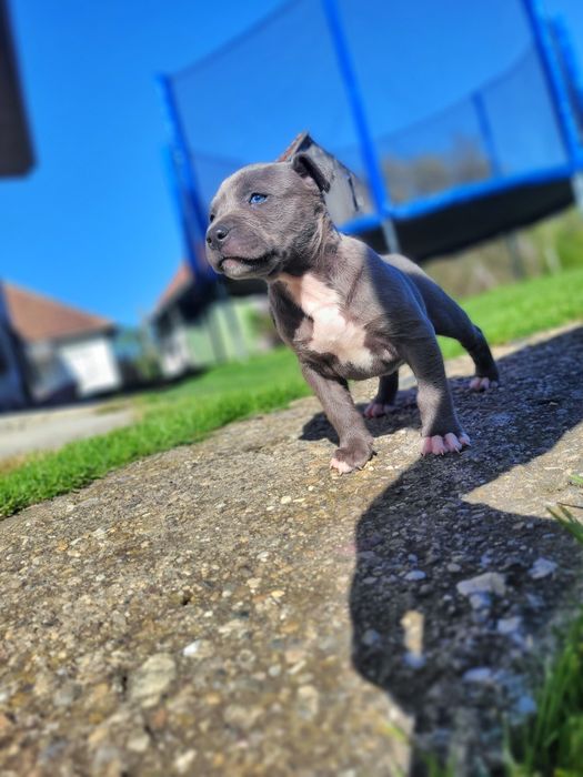 Pui Amstaff Blue