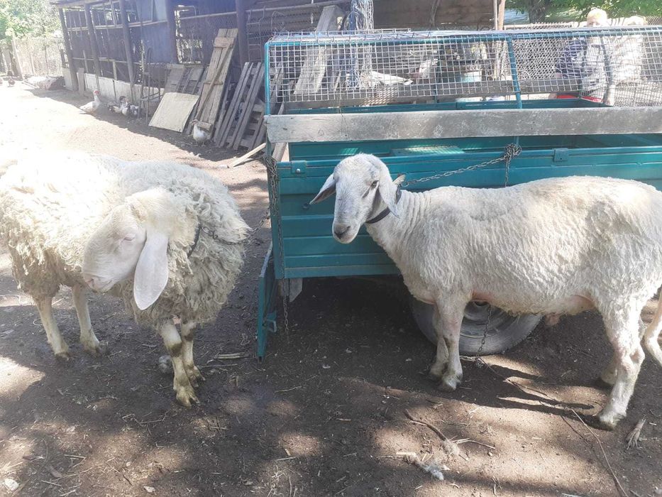 Berbeci/oi din stabulatie - vanzare in viu