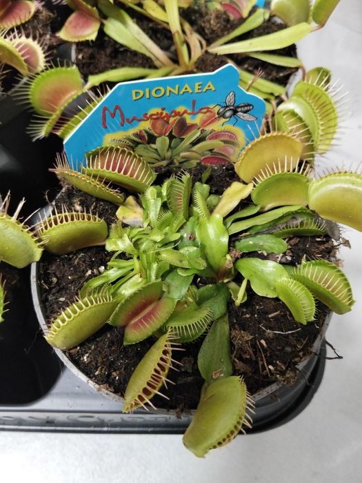 Мухоловка Дионея