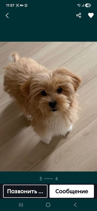 Мальтипу продается 8 месяцев девочка