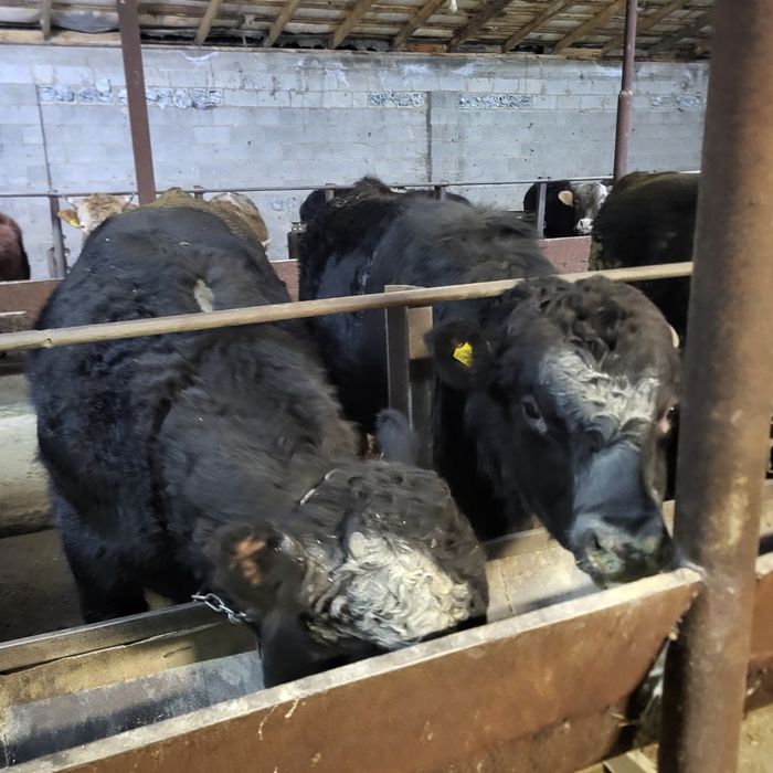 Продам 11 голов Ангусов