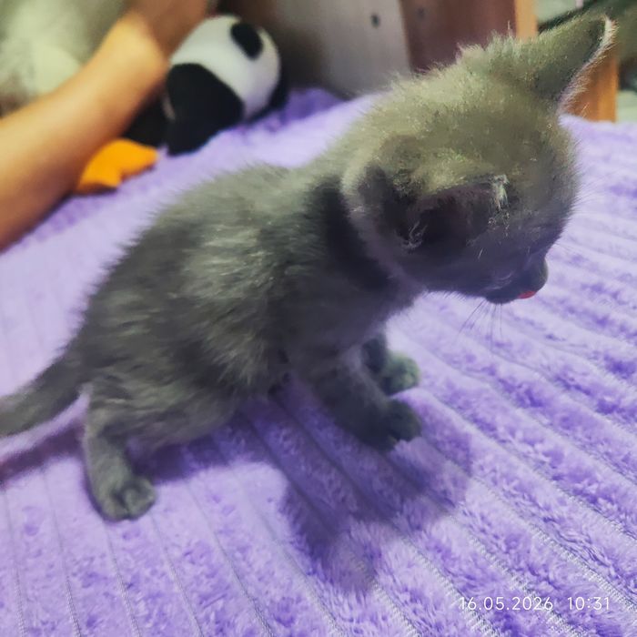Отдам котят в хорошие руки