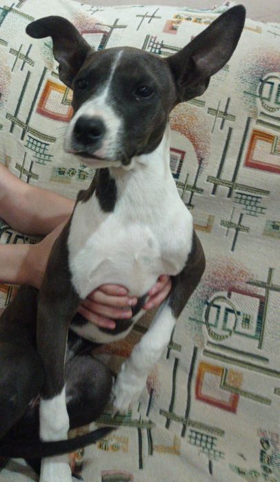 отдам собаку за символическую цену