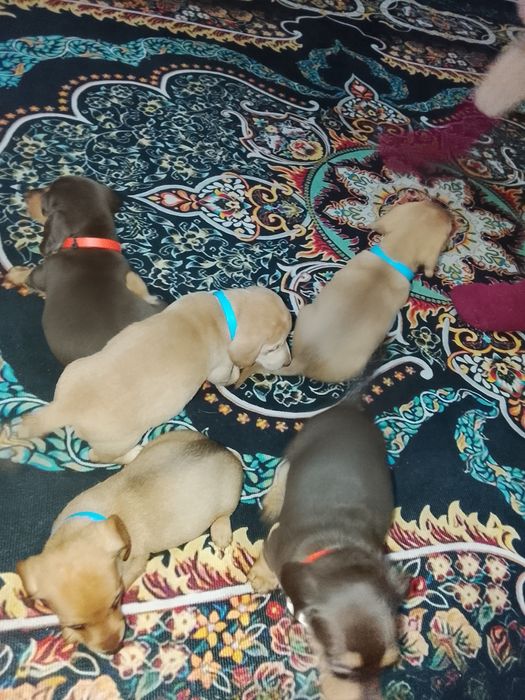 Продам щенков таксы