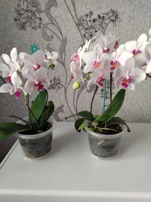 Цветок Орхидея.