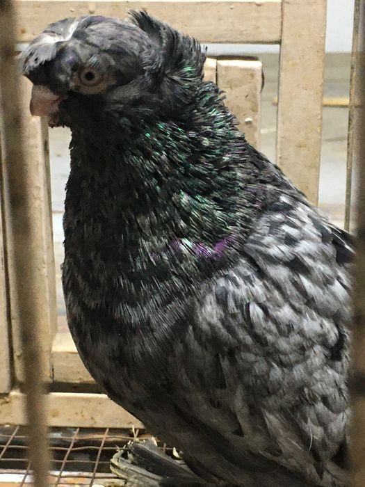 Продам челкарь самец молодой