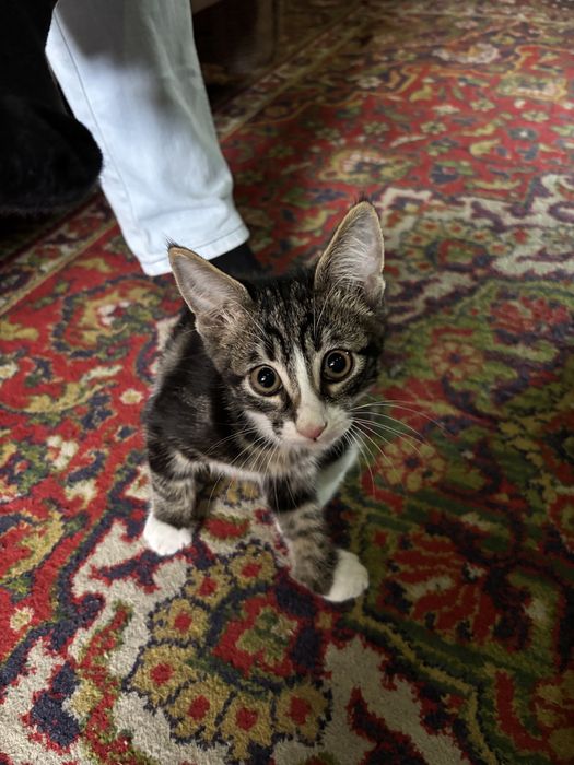 Котенок/мальчик.