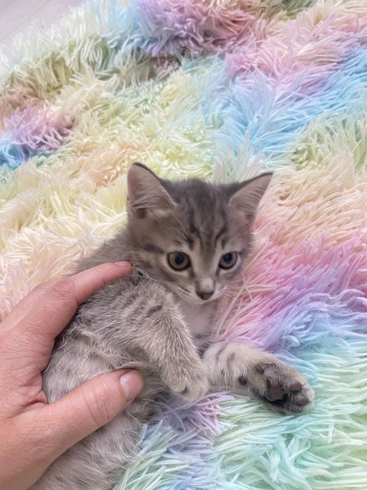 Кошечка в добрые руки