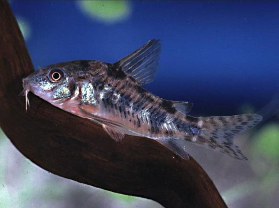 Рыбки для акварюма