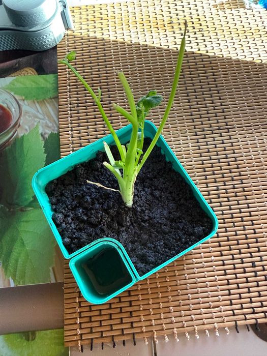 Ghiveci inteligent auto-udare  | Design modern | 3D print