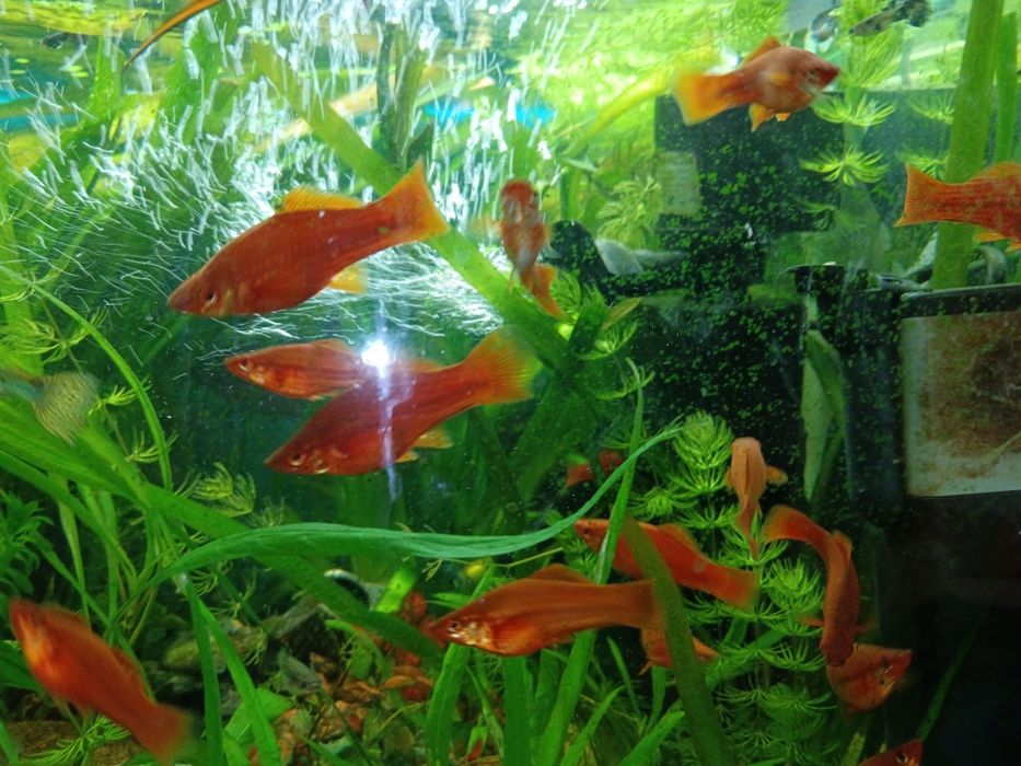 Продам меченосцев