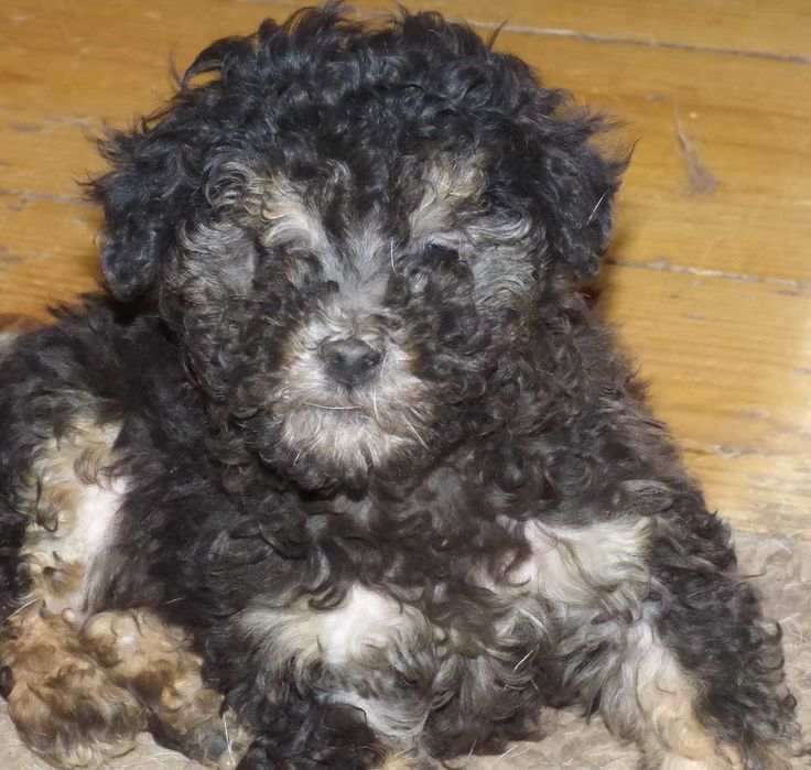 Caniche (pudel) pitic argintiu