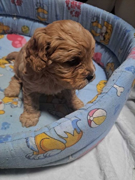 Catel Cavapoo vaccinat si deparazitat