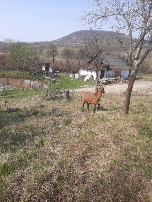 vând ieadă de un an afata alpină frageză