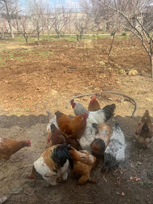 Продам.  Петушков