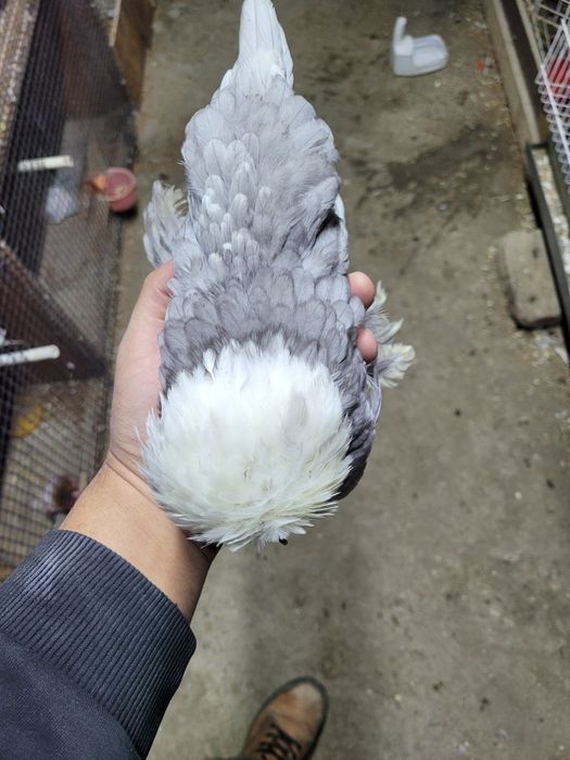 Корейскийлар жужалари туйорлари сотилади пули сфатига караб хаммаси то