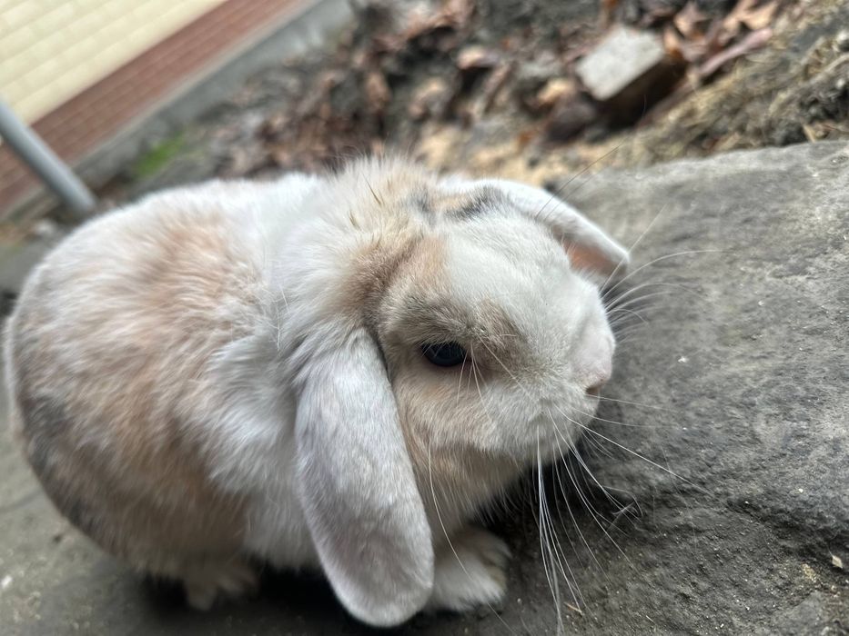 Fransuzkiy baran karlik Quyonlari sotiladi