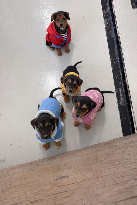 Подарявам кучета малки