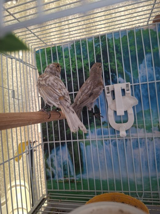 Vănd canari opheus si slavujar