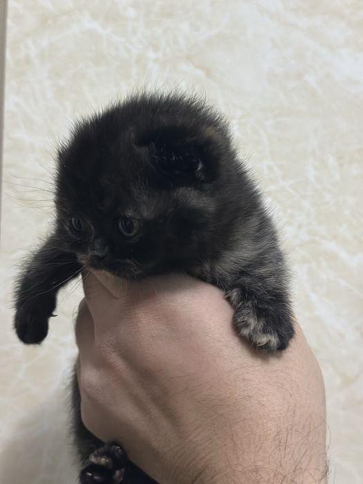 Продается котенок скоттиш фолд