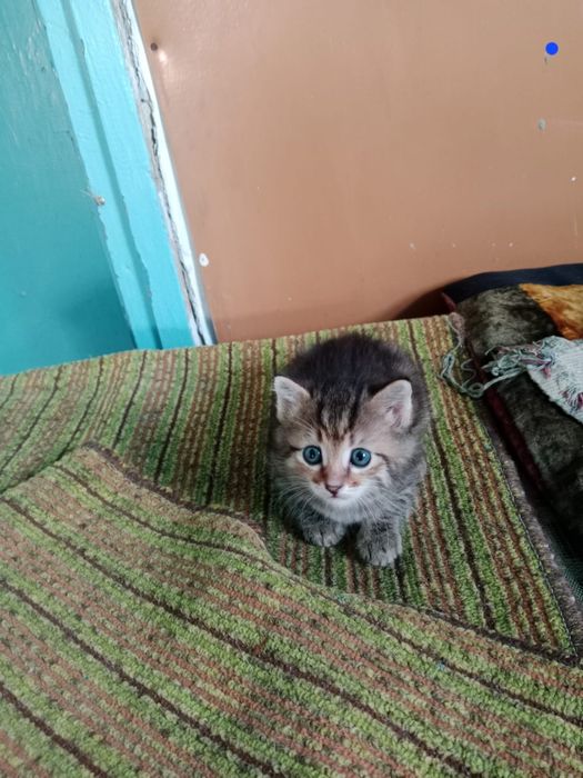 Отдам котёнка в добрые руки