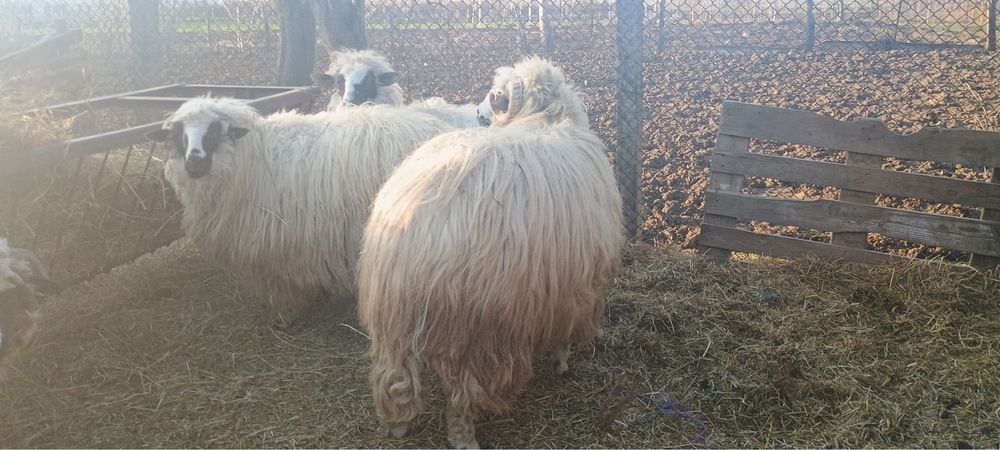 Schimb bercec cu oaie sau capra