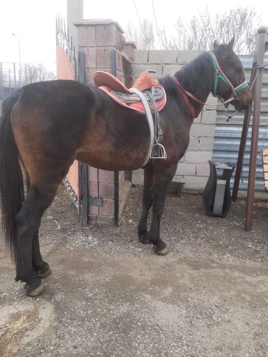 Верховой жеребец