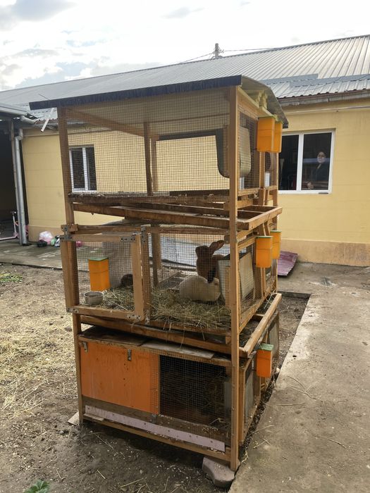 Quyon ini kaletka kafasa