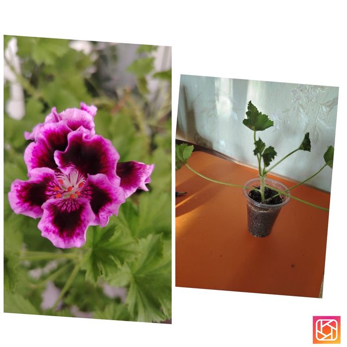 Продам комнатные цветы Пеларгония