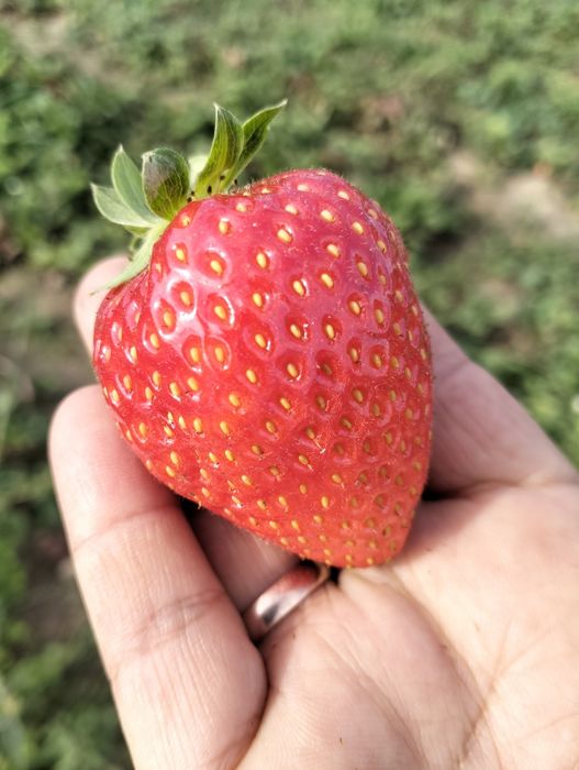 Усики клубники сорт "Альбион"