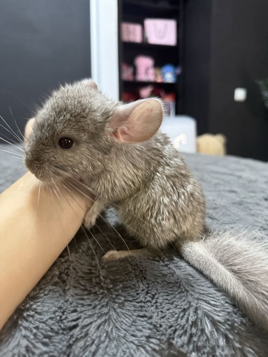 Pui chinchilla bej-gri