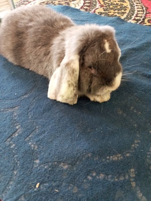 quyon французский baran