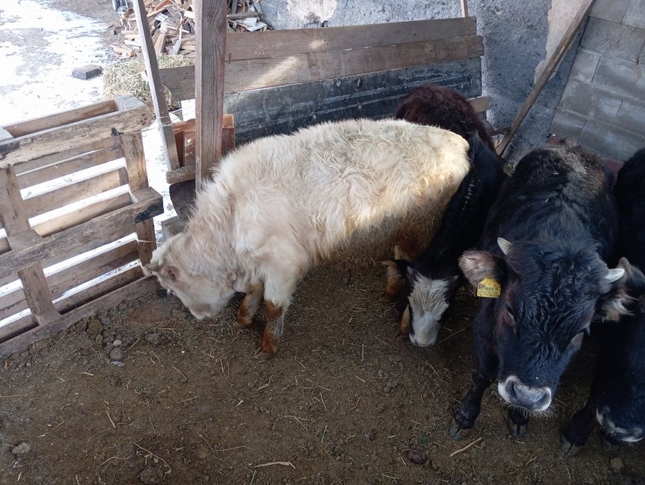 Продам бычков домашних