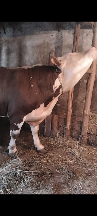 Продам быков жирных