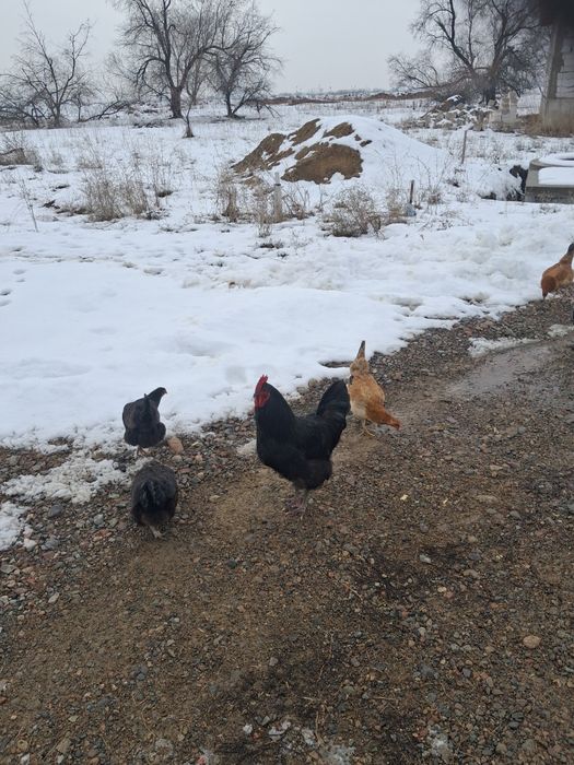 Продам молодых петухов