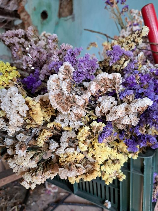 Flori uscate saraturica limonium