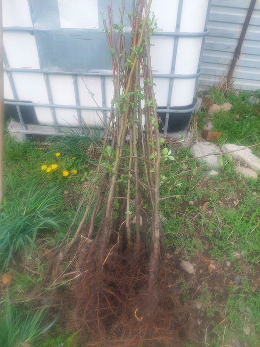 Саженцы яблоня Азерголт