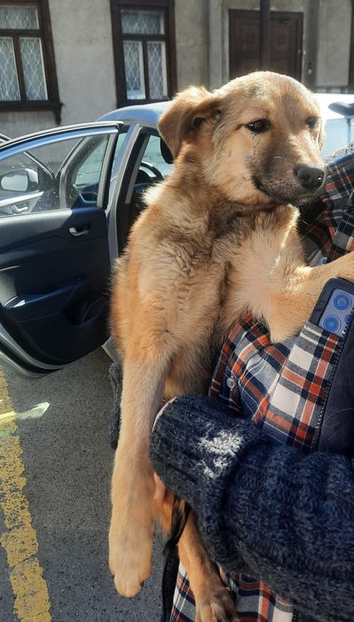 Отдадим щенков в хорошие руки