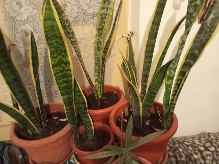 Vând leandrii și alte flori