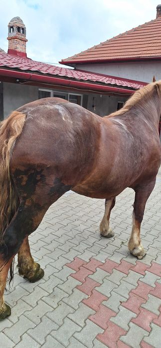 Vând iapă de 5 pe 6 ani blândă cuminte bună de ham sau schimb cu viței înțărcați