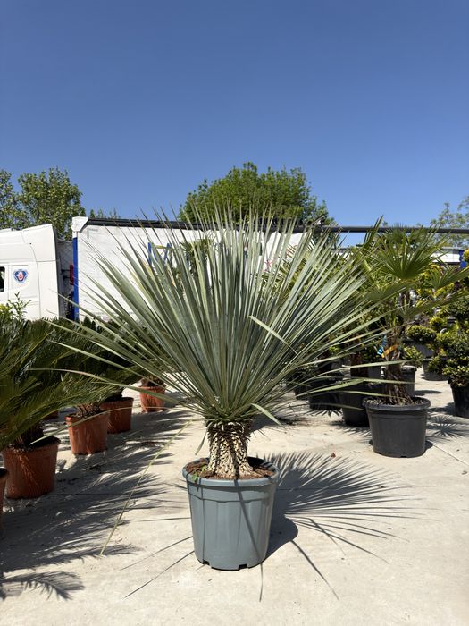 Palmier Yucca rostrata Yuka albastra plante premium